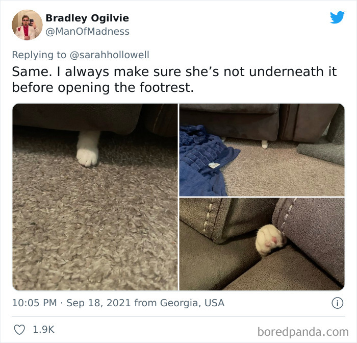 Owners-Share-Weirdest-Places-Cats-End-Up