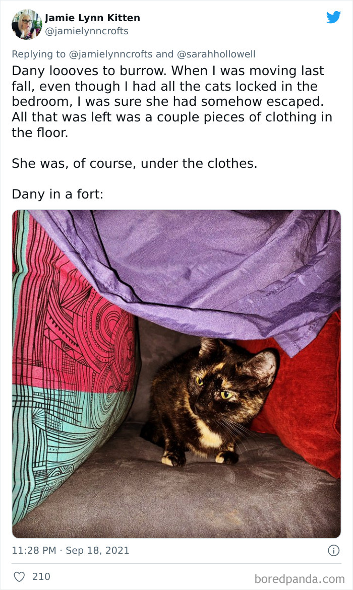 Owners-Share-Weirdest-Places-Cats-End-Up