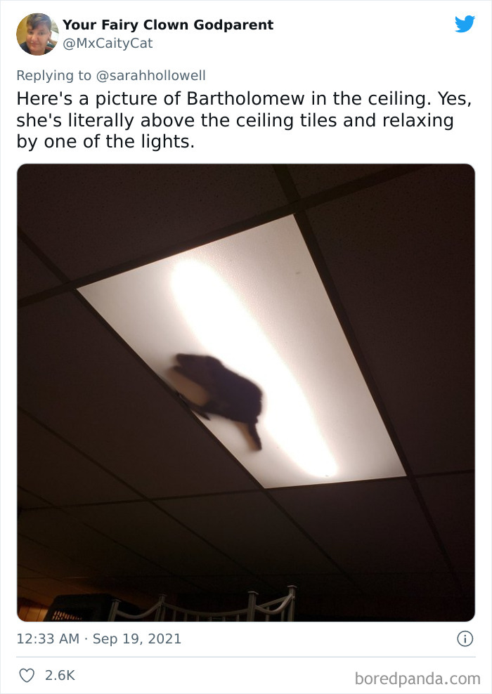 Owners-Share-Weirdest-Places-Cats-End-Up