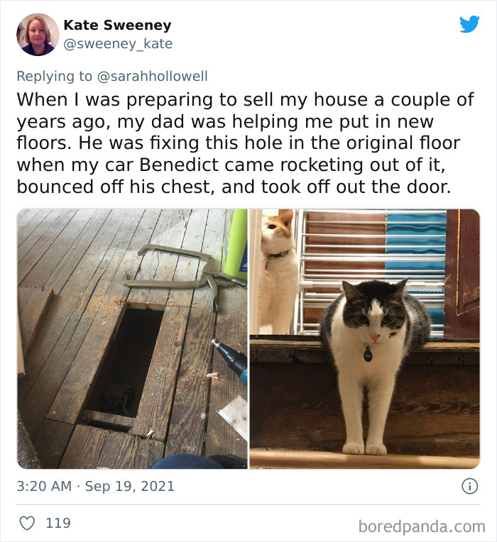 Owners-Share-Weirdest-Places-Cats-End-Up