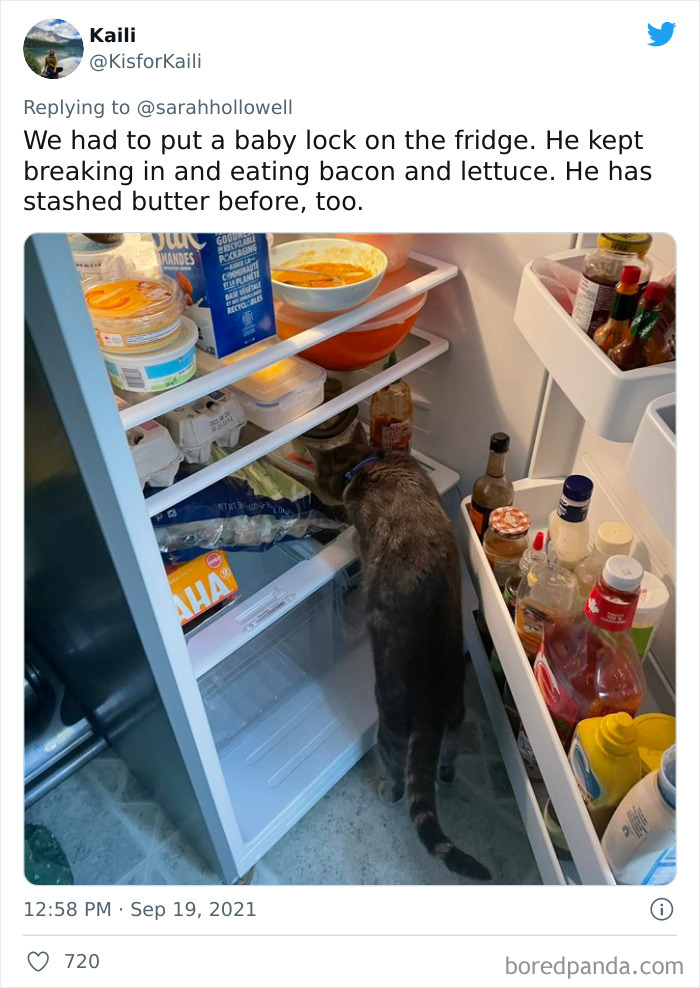 Owners-Share-Weirdest-Places-Cats-End-Up