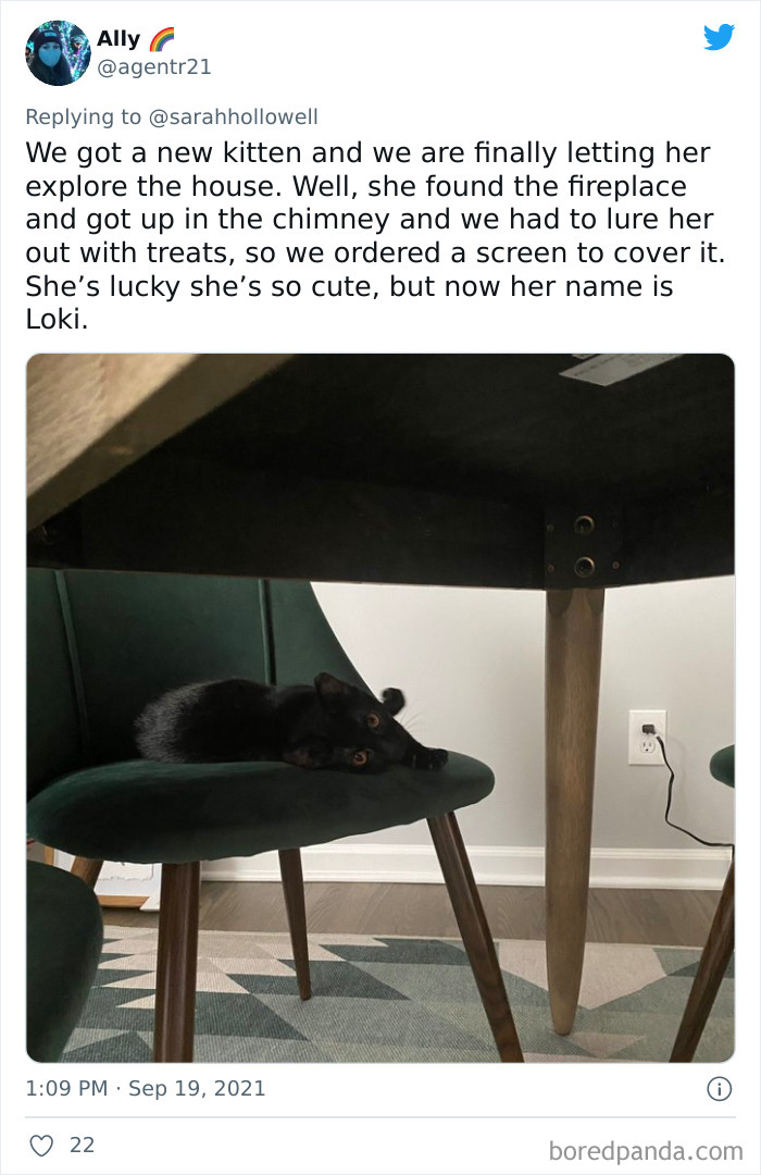 Owners-Share-Weirdest-Places-Cats-End-Up