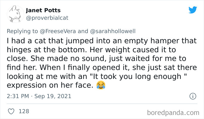 Owners-Share-Weirdest-Places-Cats-End-Up