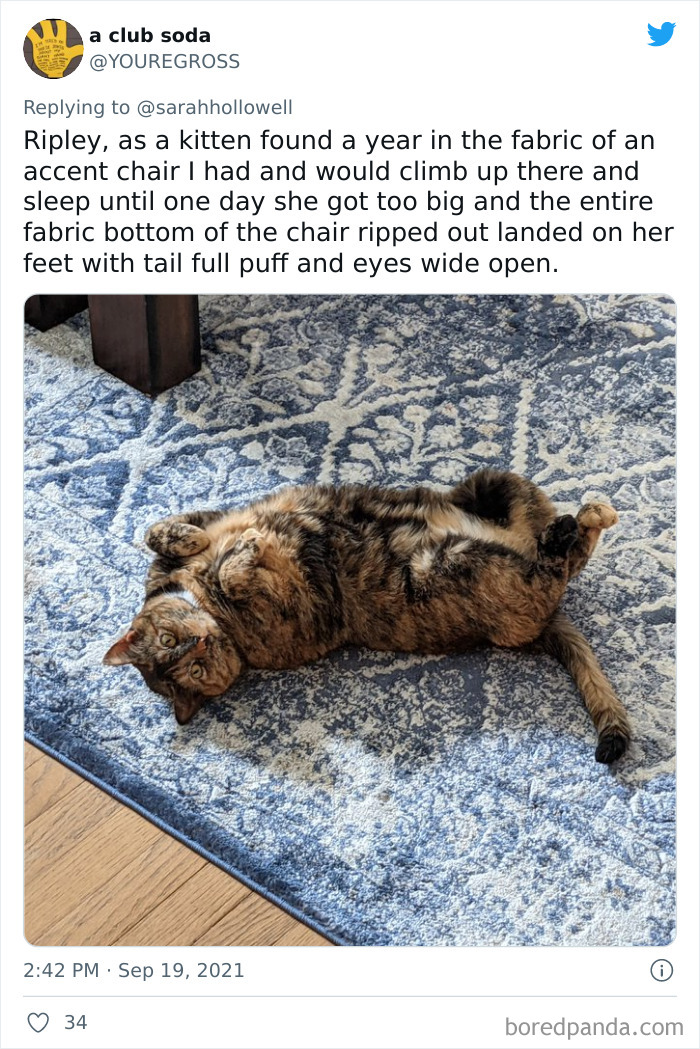 Owners-Share-Weirdest-Places-Cats-End-Up