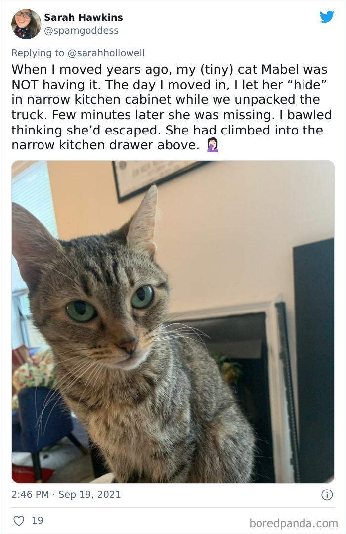 Owners-Share-Weirdest-Places-Cats-End-Up