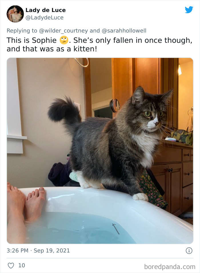 Owners-Share-Weirdest-Places-Cats-End-Up