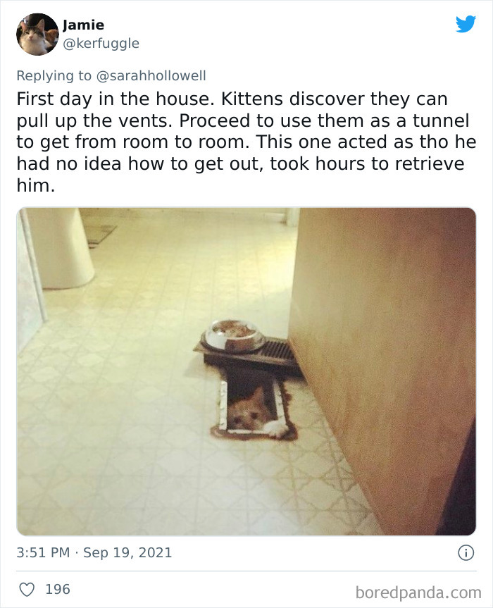 Owners-Share-Weirdest-Places-Cats-End-Up