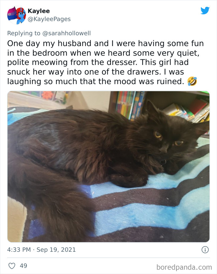 Owners-Share-Weirdest-Places-Cats-End-Up