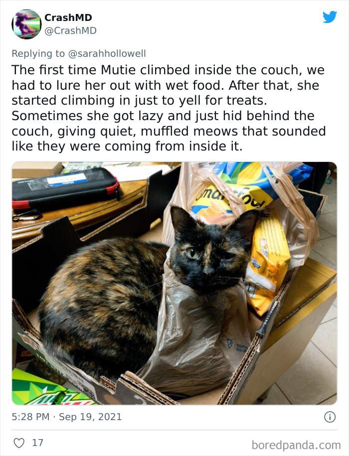 Owners-Share-Weirdest-Places-Cats-End-Up