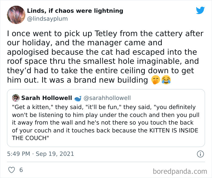 Owners-Share-Weirdest-Places-Cats-End-Up