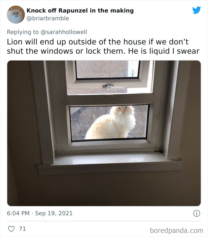 Owners-Share-Weirdest-Places-Cats-End-Up