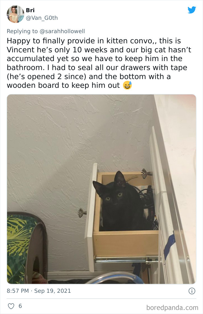 Owners-Share-Weirdest-Places-Cats-End-Up