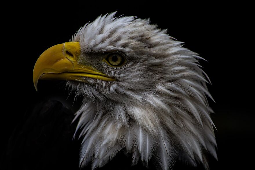 An Eagle In Qualicum Beac.