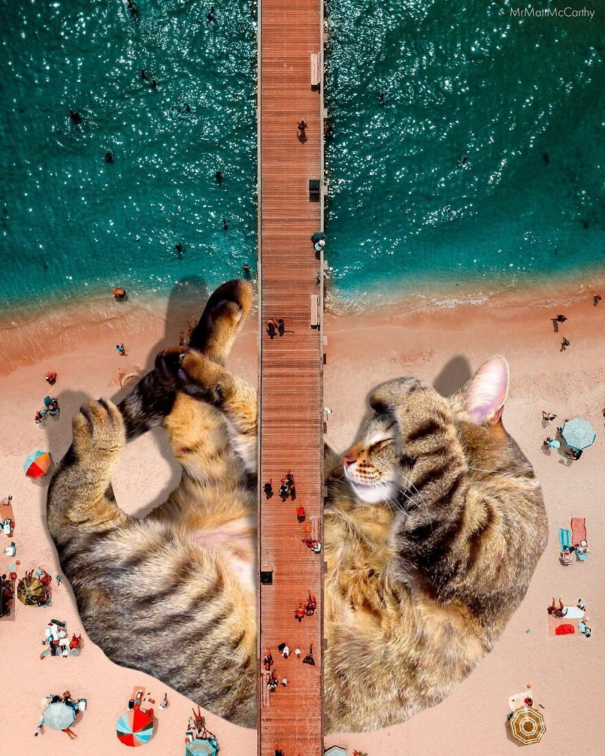 Artist Shows What It Would Be Like If The World Were Inhabited By Giant Cats (92 New Pics)
