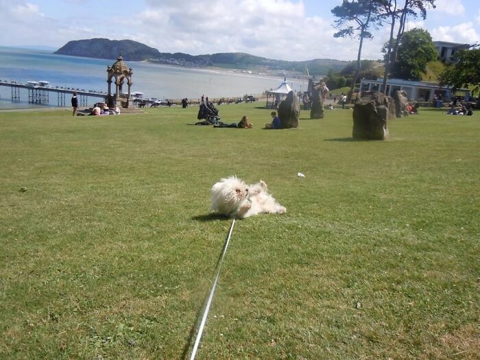 My Daft Doggo Going ‘Wheeeeeeeeeeeee’ Rolling Down A Hill 🤣🤣🤣