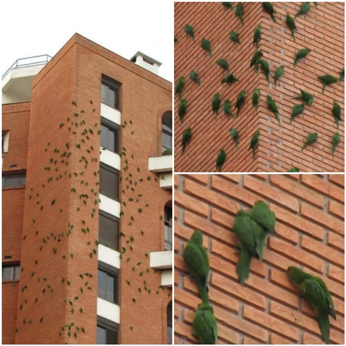 Green parrots climbing and perched on the brick walls of a tall building, showcasing remarkable animal images in an urban setting.