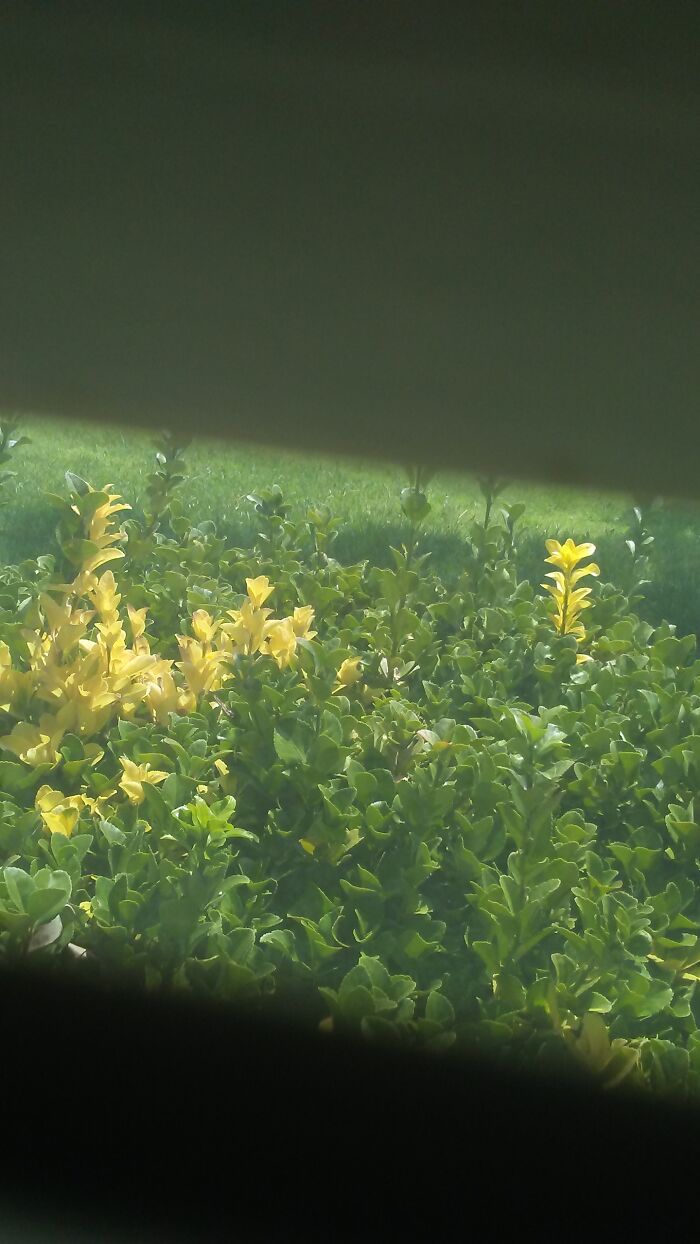 My View Of Outside Through A Window