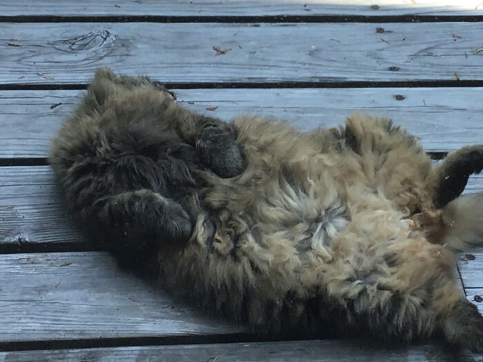 It’s Too Hot To Chase Squirrels