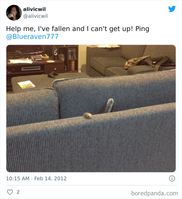 Owners-Share-Weirdest-Places-Cats-End-Up