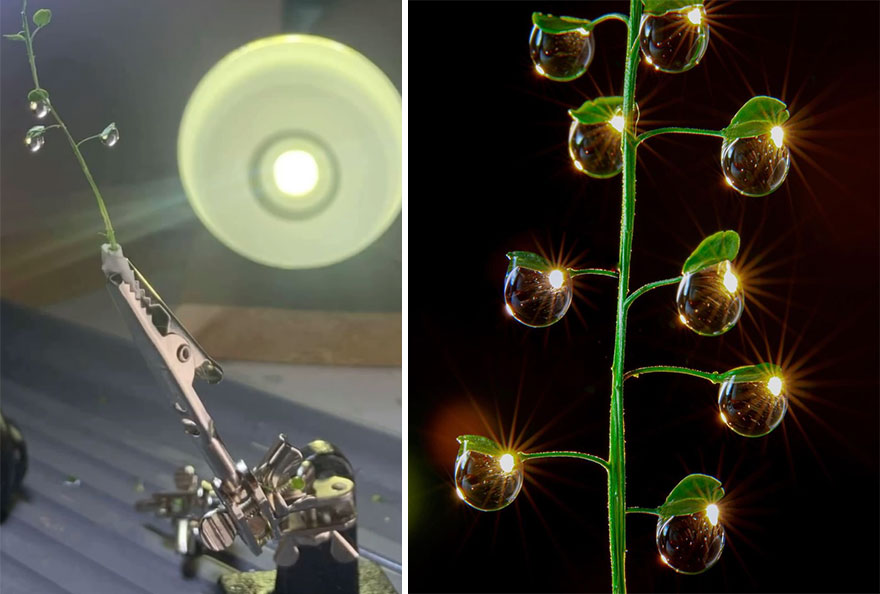 Photographer Makes Amazing Images Using Water Drops