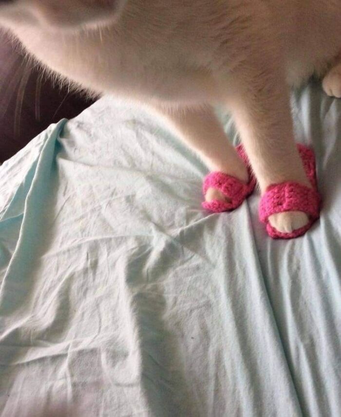 Important-Animals-Funny-Images