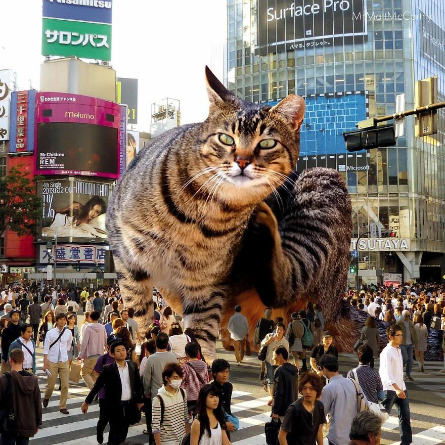 Artist Shows What It Would Be Like If The World Were Inhabited By Giant Cats (92 New Pics)
