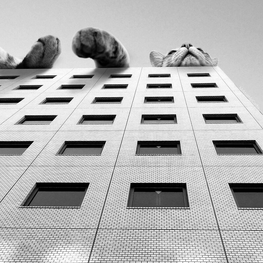 Artist Shows What It Would Be Like If The World Were Inhabited By Giant Cats (92 New Pics)