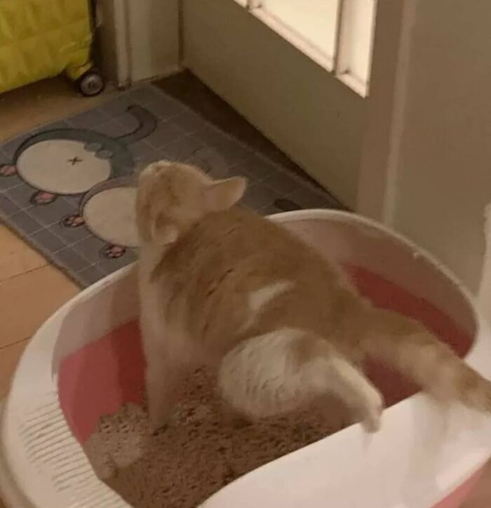 Important-Animals-Funny-Images