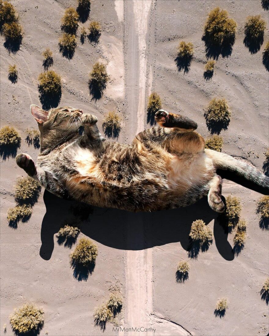 Artist Shows What It Would Be Like If The World Were Inhabited By Giant Cats (92 New Pics)