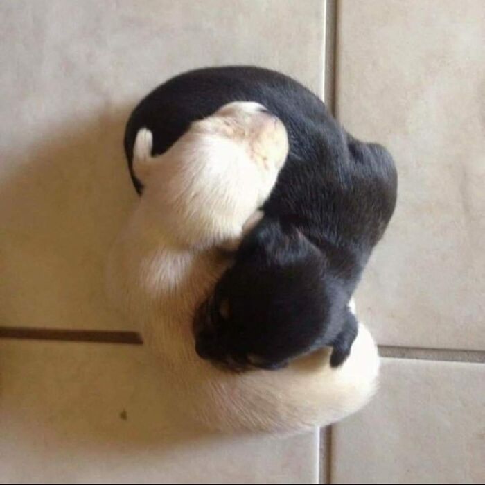 Important-Animals-Funny-Images