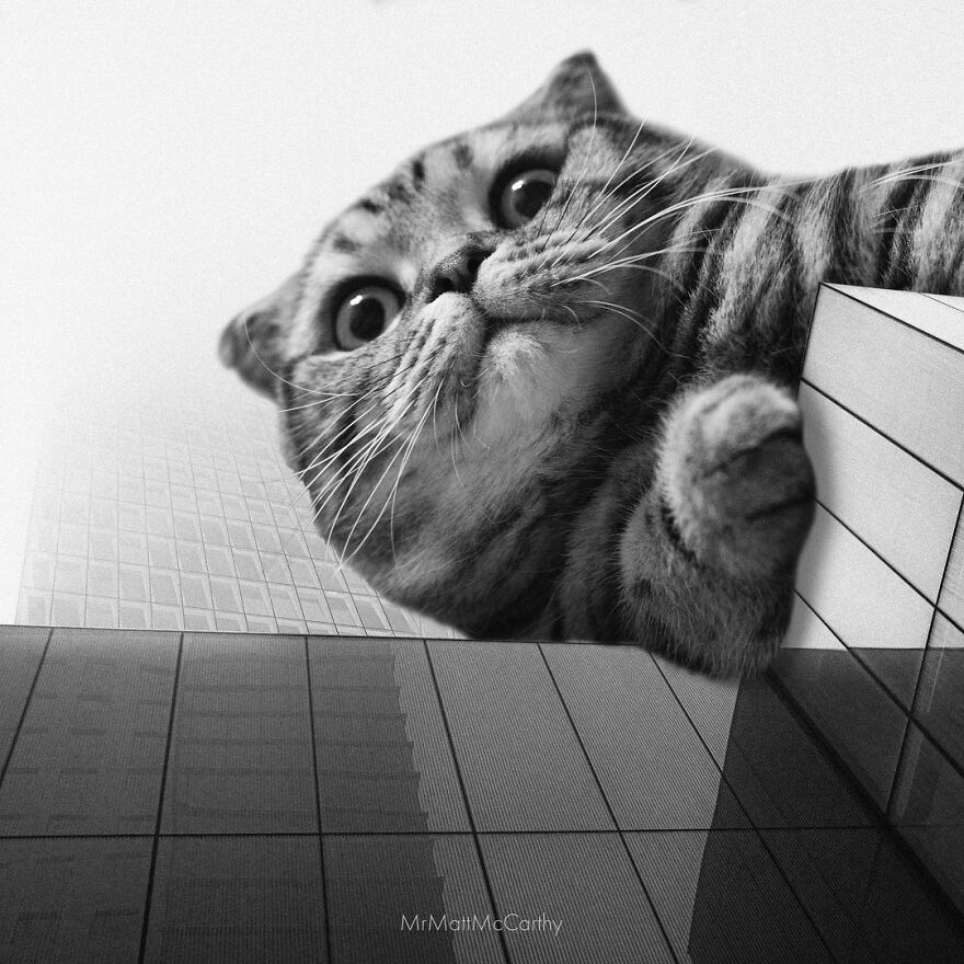 Artist Shows What It Would Be Like If The World Were Inhabited By Giant Cats (92 New Pics)