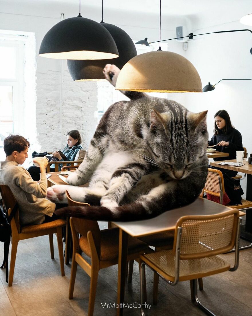Artist Shows What It Would Be Like If The World Were Inhabited By Giant Cats (92 New Pics)
