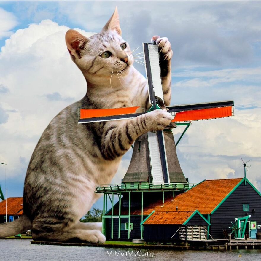 Artist Shows What It Would Be Like If The World Were Inhabited By Giant Cats (92 New Pics)