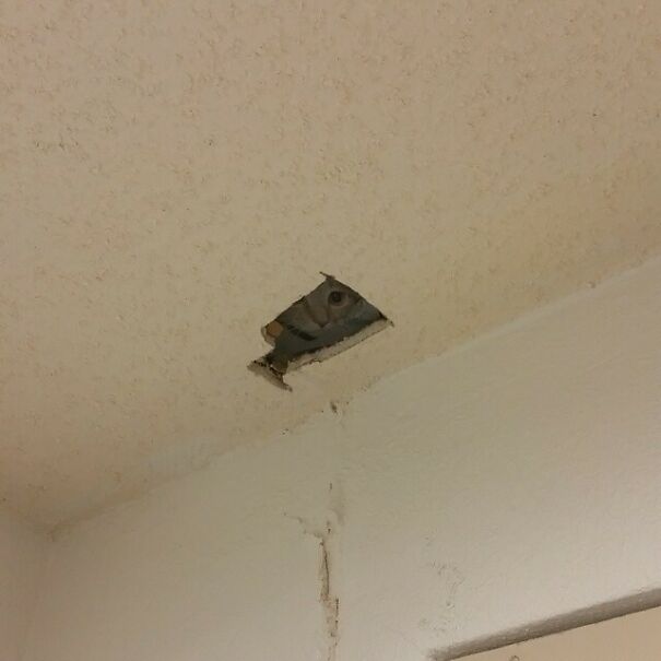 Ceiling Cat Watches You Study