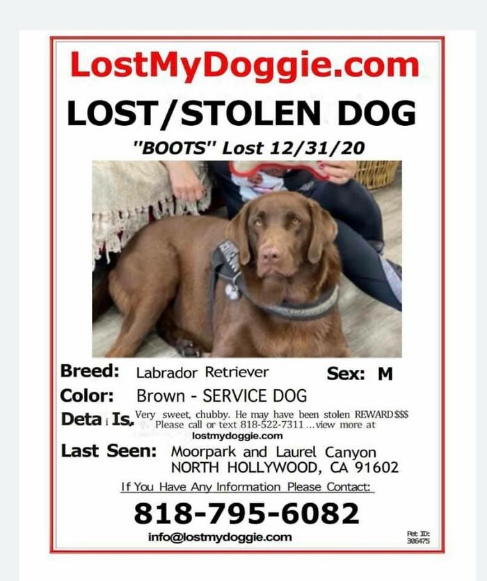 Homeless Man Sheds Tears After Having A Wholesome Reunion With His Missing Labrador