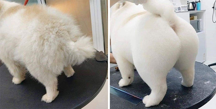 Fluffy white dog with a thick coat standing on a grooming table in animal images needing to be seen.