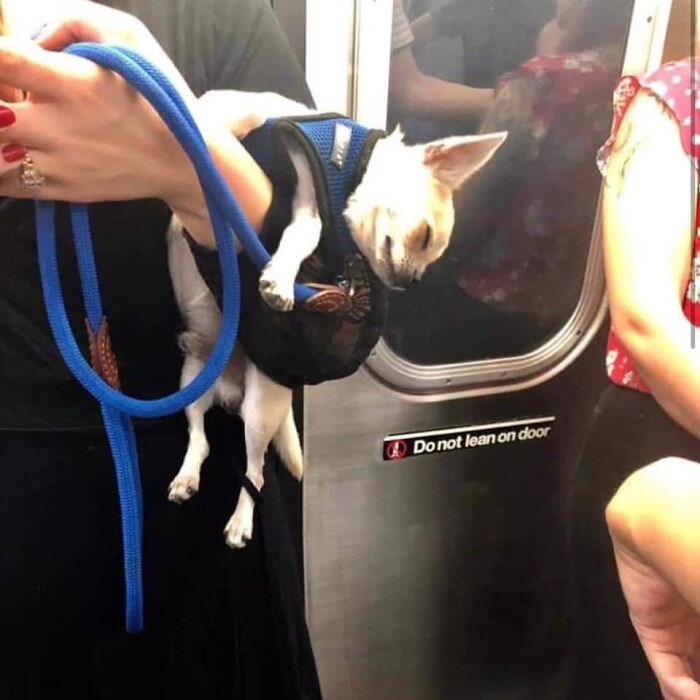 Important-Animals-Funny-Images