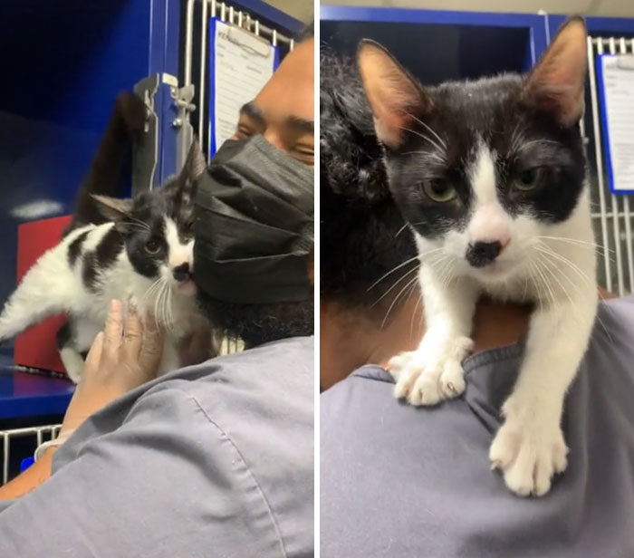 Rescue pet cat affectionately nuzzling and climbing on a person in a shelter setting, showing wholesome moments.