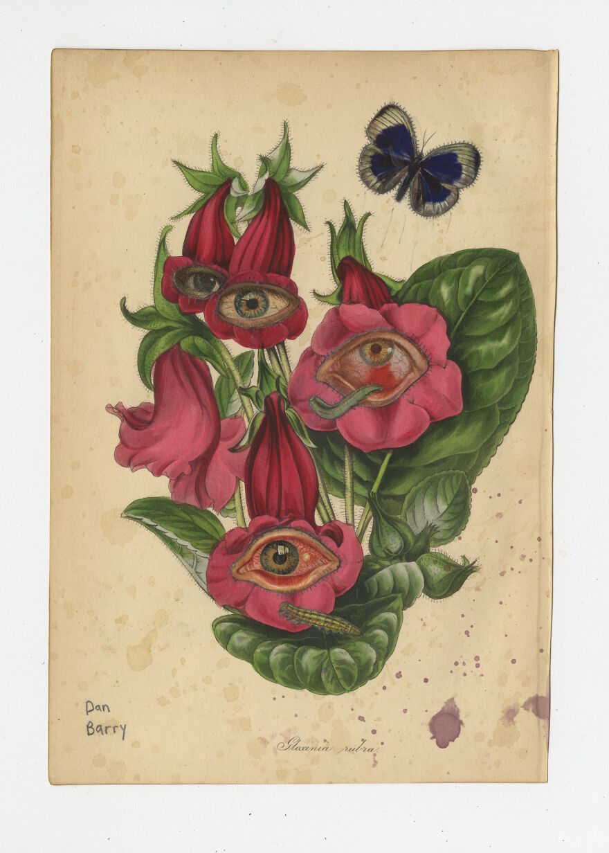 Gloxinia Rubra, 2021