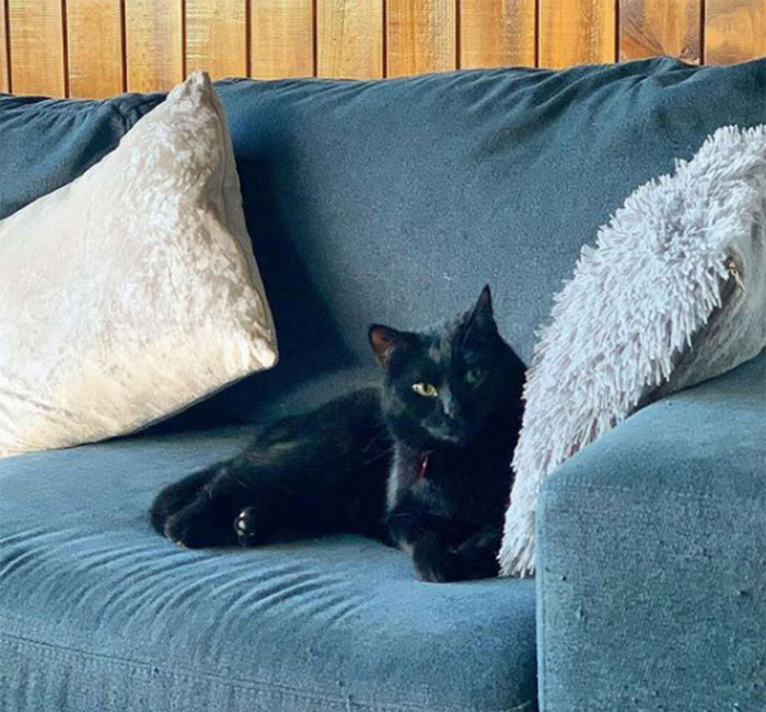 Se suponía que este gato tenía que atrapar a un ratón que vivía en la casa, pero acabaron haciéndose amigos Se suponía que este gato tenía que atrapar a un ratón que vivía en la casa, pero acabaron haciéndose amigos
