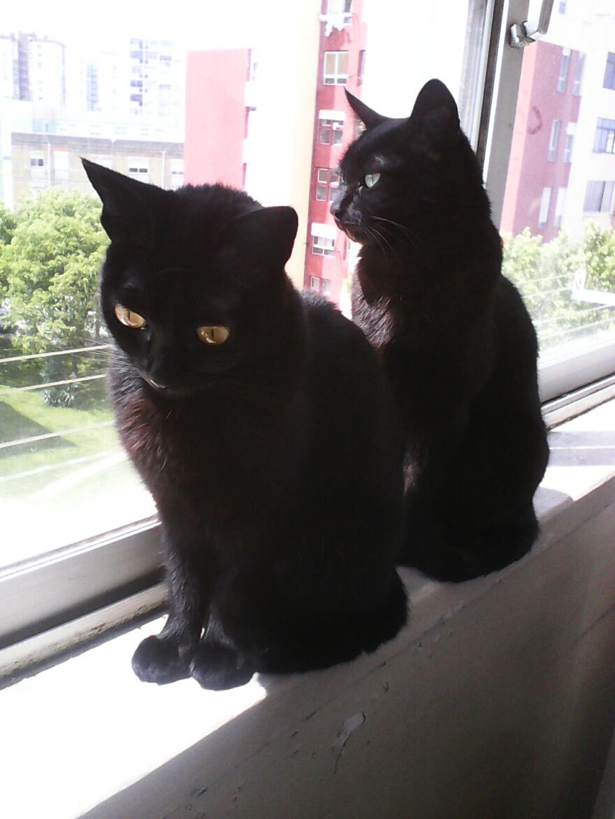 My Sweet Furry Voids, Sunbathing