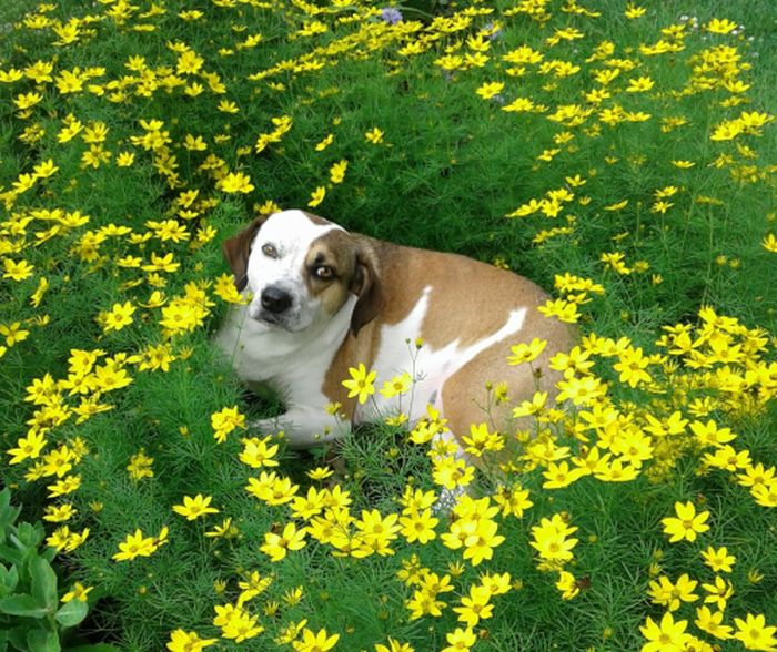 Shooby Is 9. I Have Never Posted Before, But I Saw She Has A Twin On Here. She Is A 2x Shelter Baby, About 9 Years Old. Sweetest Dog...