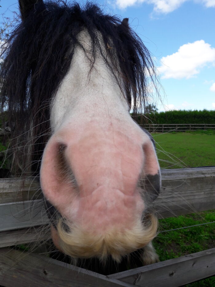 Nice Nose But Wonderful Moustache