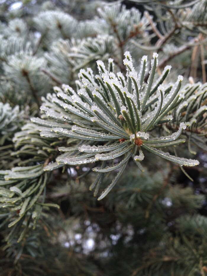 Frost On Some Pine Needles