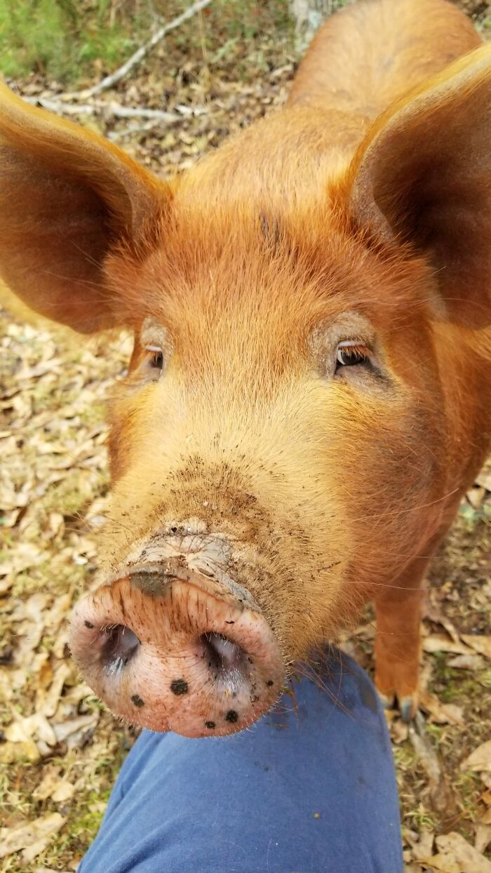 Penelope Pigpig