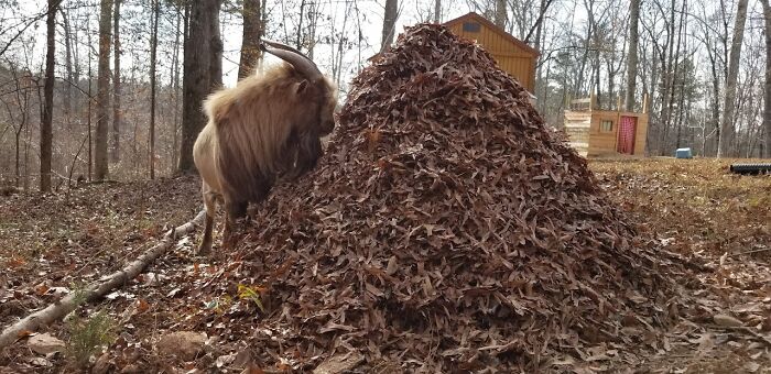 Ramsey Helping With Yard Clean-Up