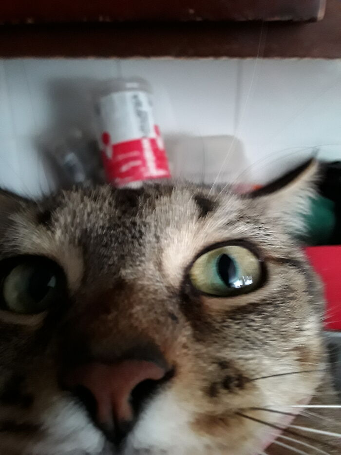 Hi, Can I Lick Your Face?