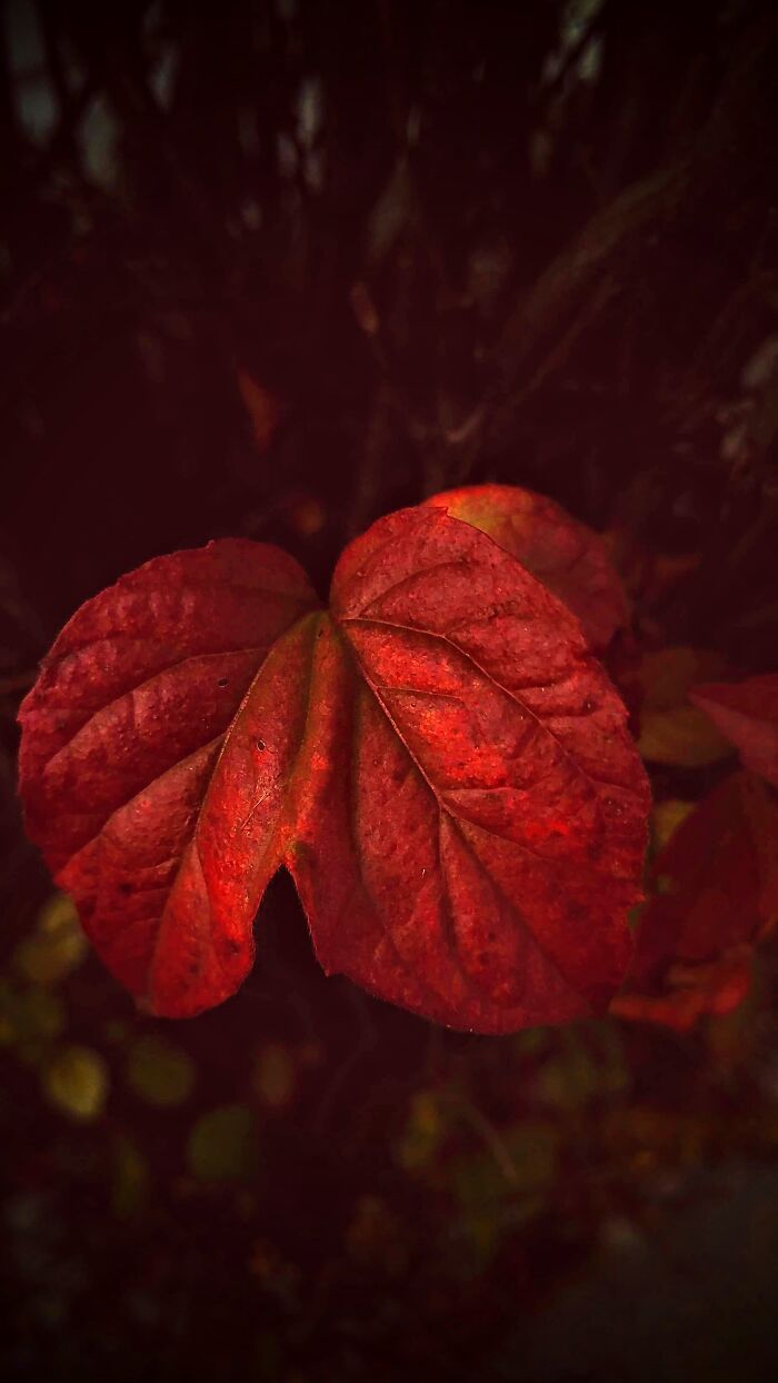This Leaf In My Backyard