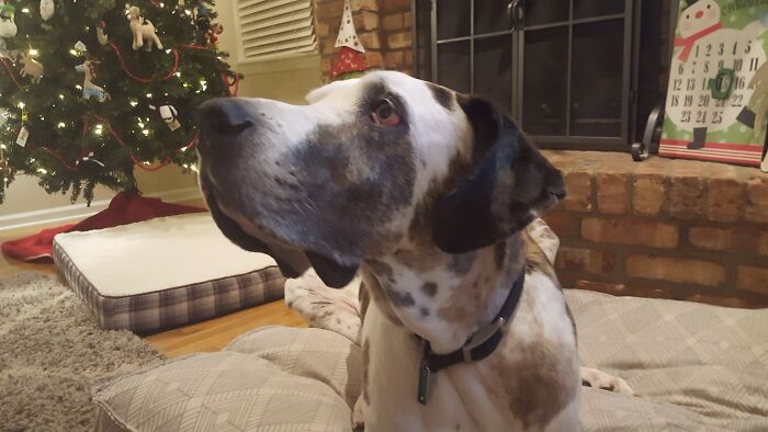 This Is Murphy, He Was The Sweetest Dog Ever ❤