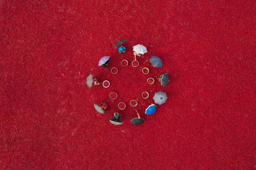 Picking Red By Chilis Sujon Adhikary